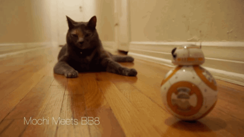 gifsboom:  Mochi the Cat Meets BB8 from Star Wars: The Force Awakens. [video][Scott