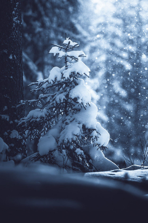 softrugsandwarmhugs:❄❄❄