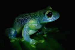 nubbsgalore: granular, slope snouted and white spotted glass frogs, which, thanks to their nocturnal habits and translucent skin (featured here), are quite photogenic at night. but given that most are only a few centimetres in length, they’re hard to