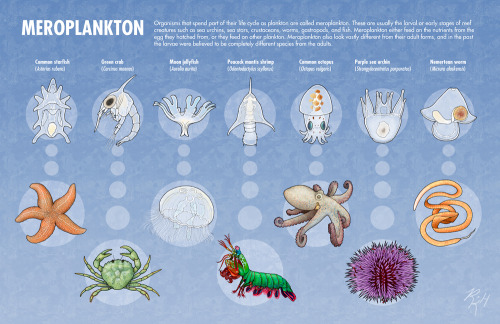 rkherman:Organisms that spend part of their life cycle as plankton are called meroplankton. These ar