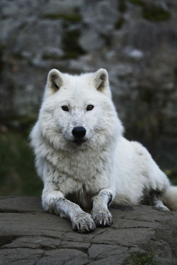ikwt:  Arctic Wolf (Bert de Tilly) | instagram