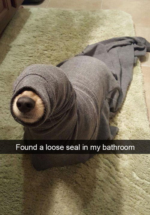 wwinterweb:Funny Dog Snapchats (see 12 more)