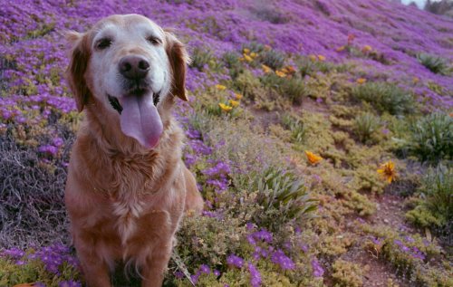 jeezlouisephotos:  flowers & pup 