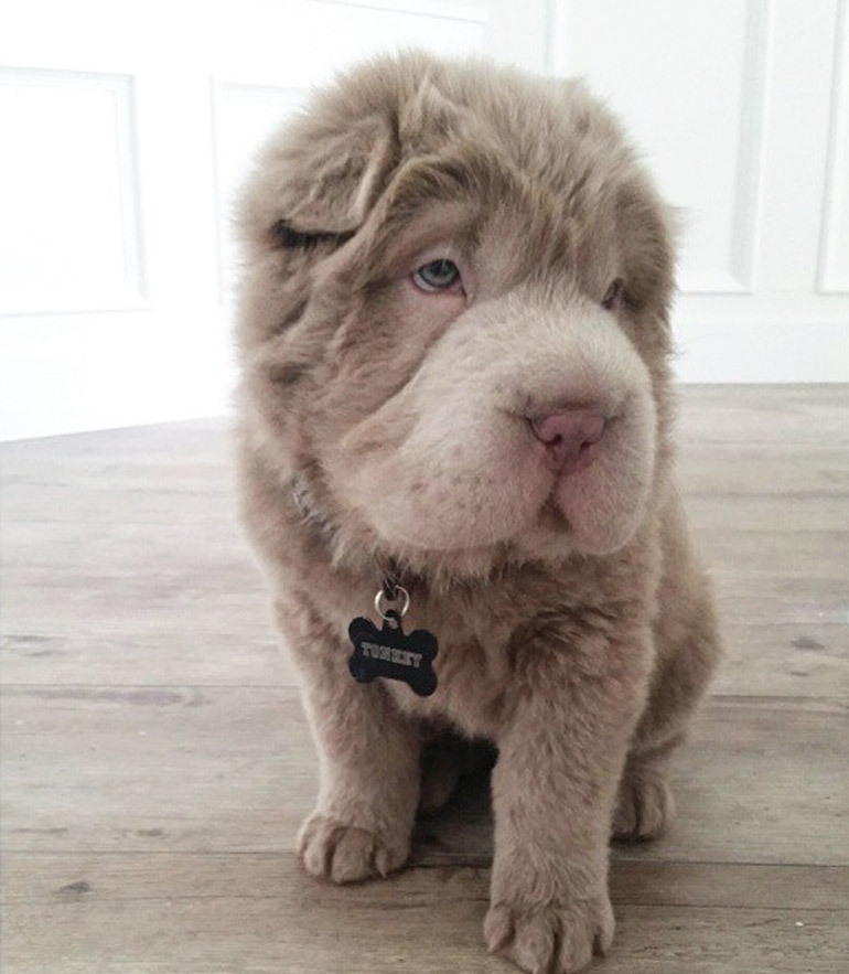 Cute shar pei puppies