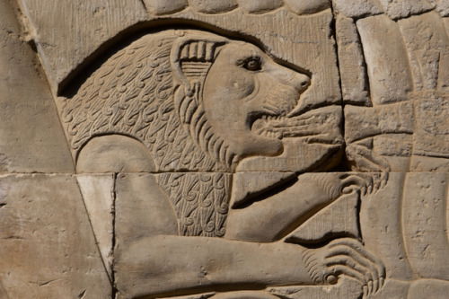 grandegyptianmuseum:Relief of a lion eating a hand. Ptolemaic, 2nd century BC, Temple of Kom Ombo.