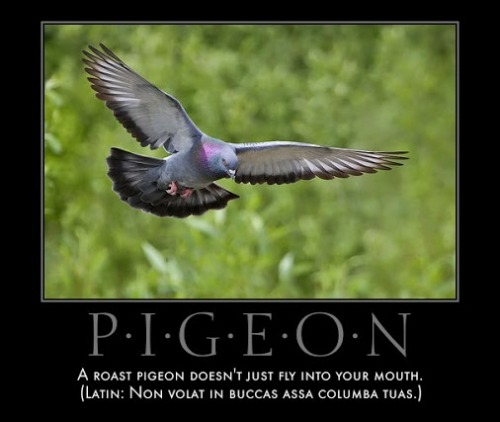 interretialia: interretialia: A roast pigeon doesn’t just fly into your mouth. Non volat in bu