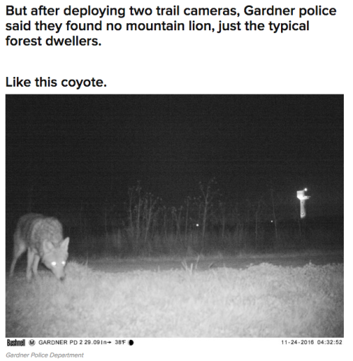 harvestown:  fat-mabari:  buzzfeed:  weirdbuzzfeed: Police Set Up A Camera In Kansas To Find A Mountain Lion And WTF Is Happening For their part, the Gardner police said in a Facebook post that they thought it was pretty damn funny. “We would like to