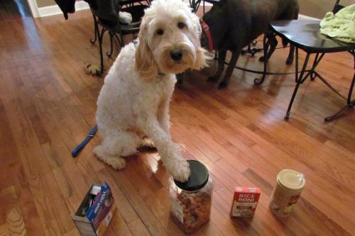 dogjournal:A GIRL AND HER SERVICE DOG - “The clever canine checks her food and raises a paw to warn 