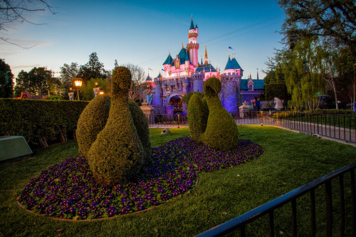 disneycamera:Disneyland - 59 Years Young (by Cory Disbrow)