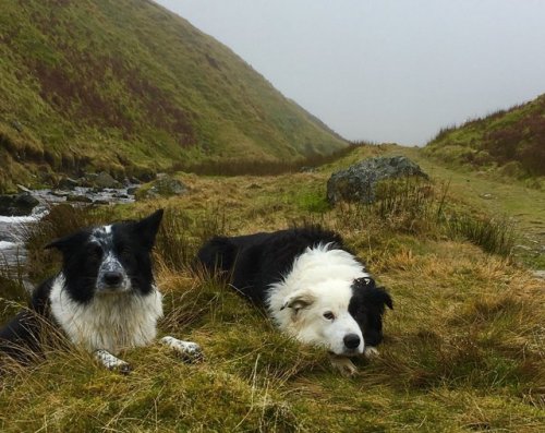 pagewoman:Zak and Friend, Northern Fells, Lake District, Cumbria, England