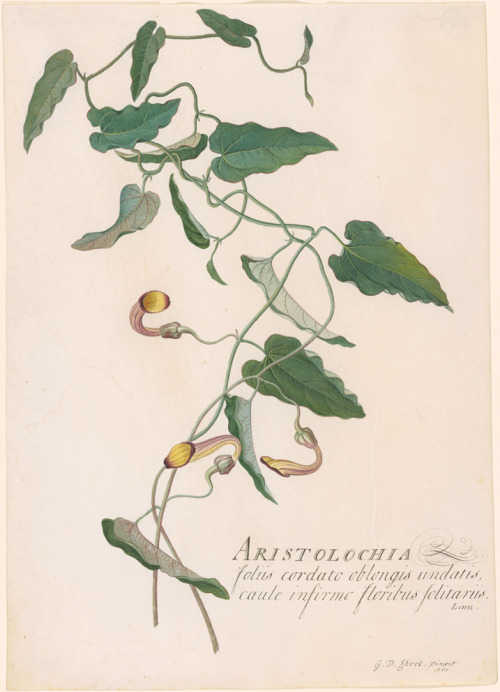 Georg Dionysius Ehret, Aristolochia, 1761. Watercolor on vellum. Germany. Via Morgan Library