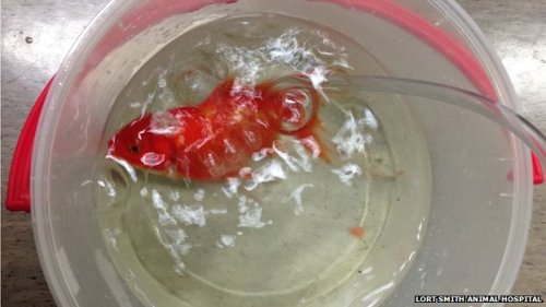 izzy-the-fish-girl:  thatfishchick:  Have you see this article from BBC? http://www.bbc.co.uk/news/29210991 It’s amazing news. Dr. Tristan Rich of the Lort Smith Animal Hospital in Melboune, Australia, performed surgery on a goldfish to remove a large