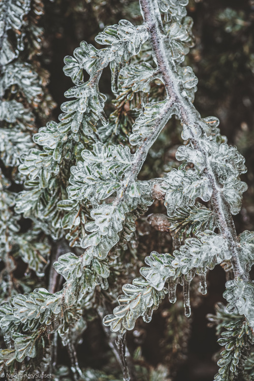 ice.Blue Ridge ParkwayRoanoke, Virginia