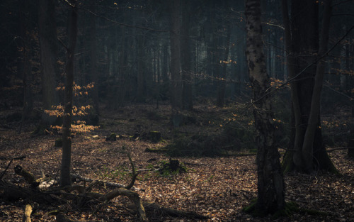 90377:  Forest Stage by Jerdess