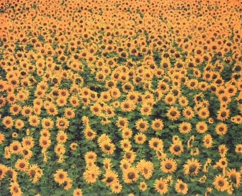 sunflowers