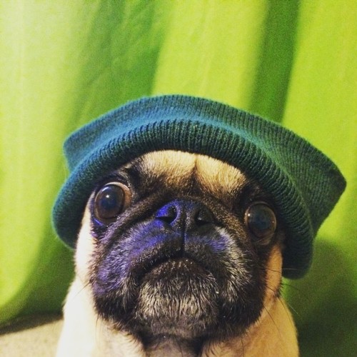 ilovepugs4ever:  Follow Dog Quotes.