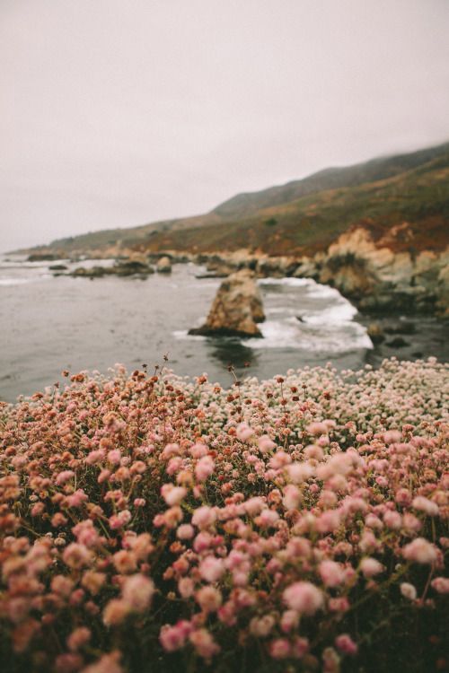 vicloud:This beach on California have the most beautiful flowers. USA is always a good option