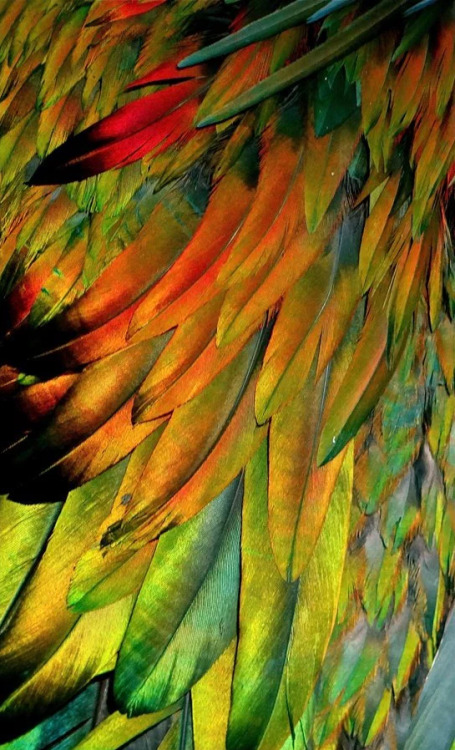 sheisstrangerthanfiction: end0skeletal: The Nicobar pigeon (Caloenas nicobarica) is a pigeon found o