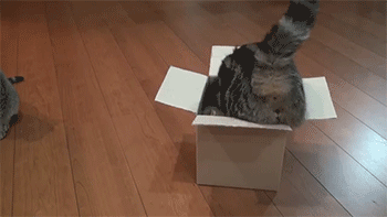 sfumatosoups:  tamorapierce:  sizvideos:  Cat gets comfy in box - Video  A box is