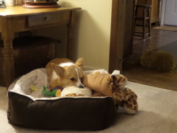otisthecorgi:Otis got a new bed. He brought Milo along too, to help him get acclimated.