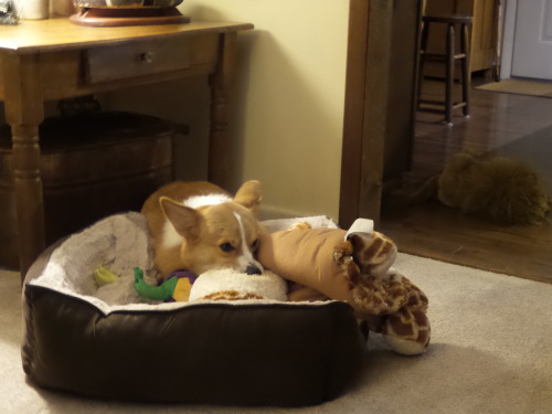 Porn otisthecorgi:Otis got a new bed. He brought photos