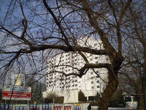 Trees in Wroclaw-Krzyki, Poland.