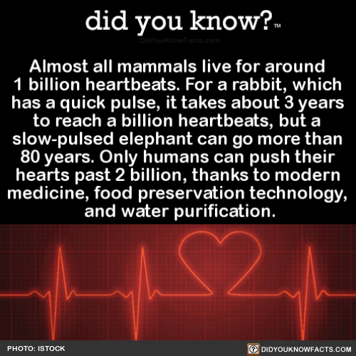 did-you-know - Almost all mammals live for around 1 billion...