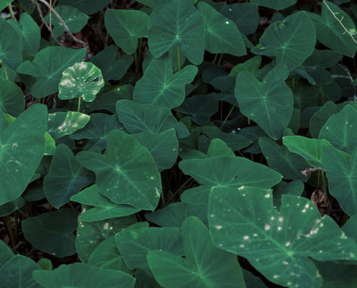 green leaves