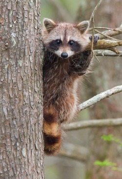 Sir Q.T. Pie (young raccoon)