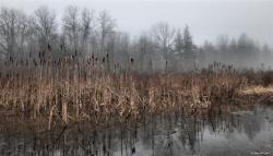 tokarphoto: Cattails and fog…Crooks Hollow, ON. Canada  ~ Coast to Coast ~ Shades of Black &amp; White ~ Abstractions ~   