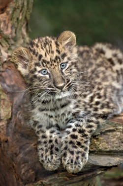 sdzoo: While these precious  balls of fluff are certifiably cute, they also represent a bit of hope  for their species. With fewer than 80 individuals left in the wild, Amur  leopards are the rarest big cat species on the planet. 😻😻 bit.ly/BrightSpotZNZ