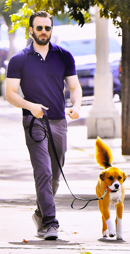 beardedchrisevans:Chris & Dodger - Studio City California May 6, 2017