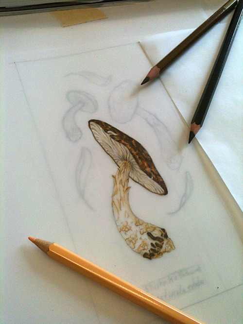 Some work-in-progress shots of my current pieces: the final rendering of the mushrooms (in colored p