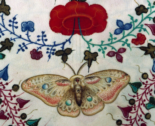 moth in the floral border (Saturnia pavonia?)Breviary of Mary of Savoy, Lombardy ca. 1430.Chambéry, 