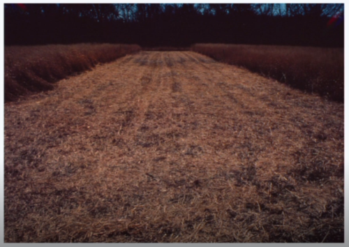 Establishing a prairie over the course of 15 years in Wisconsin. Trails of burning field in early sp