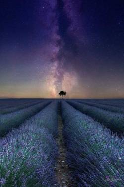 phantastrophe:Valensole, France | Photographer: Laurent