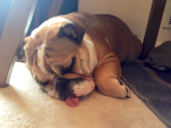 English Bulldog Love