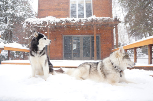 Hoping all of the snow dogs that got snow today enjoyed it to the fullest &lt;3 We didn&rsq