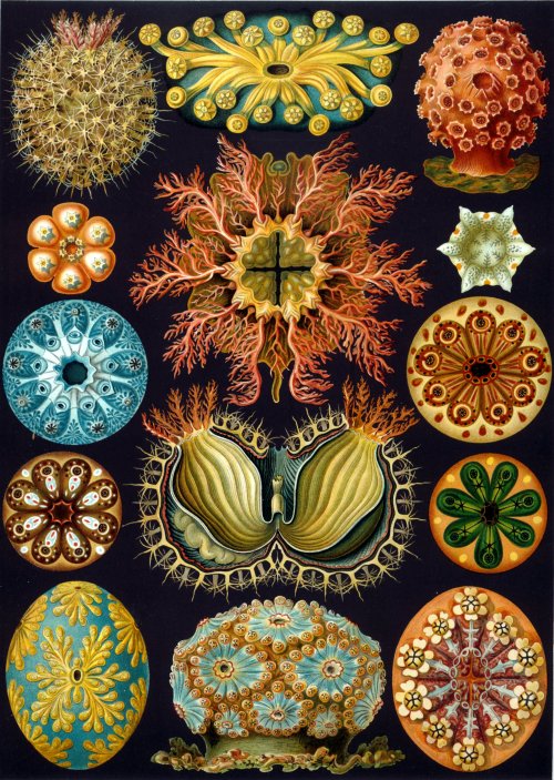 theartfulgene:Ascidiacea from Kunstformen der Natur by  Ernst Haeckel published in 1899. Haeckel’s b