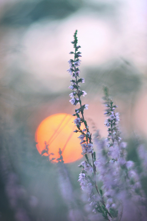 natureac:  Nature Blog