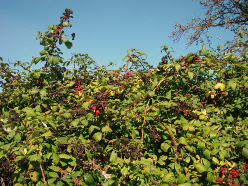An abundance of blackberries growing at the edge of a field near the east coast of England ♥