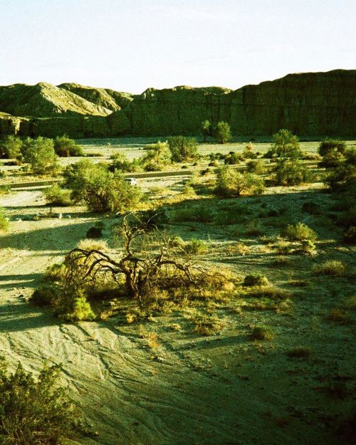 Desert IronwoodShot on #Lomography X Pro Chrome 200Pre Quarantine , March 2020#olympusxa#heylomograp