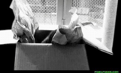 catsdogsblog:  More GIFs: http://catsdogsblog.tumblr.com