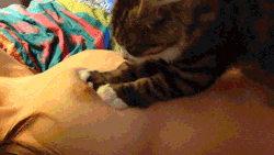 indifferent-cats-in-amateur-porn:  Kitty likes the boob.