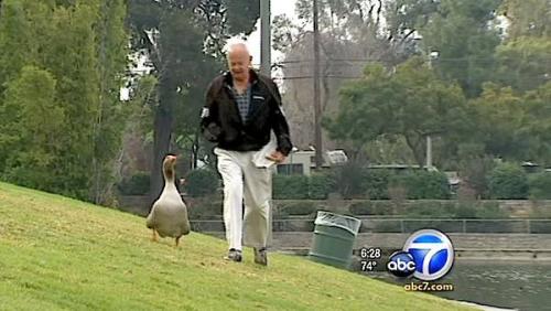 ultrafacts:  Every morning, her priority is to stand by the side of the road and patiently wait for her mate to return - on his scooter.She is a gray Toulouse goose named Maria. He is a retired salesman named Dominic Ehrler. And together, they have become