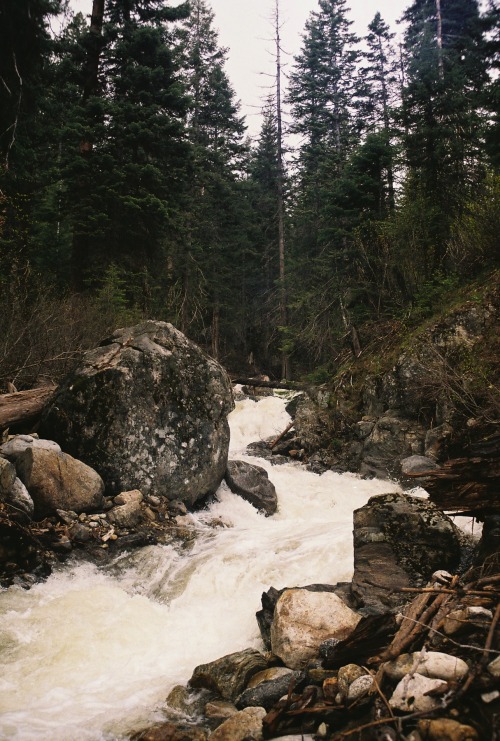 eartheld:  northwezt:  McCall, Idaho Olympus om-4 (Fuji Film 200)   mostly nature