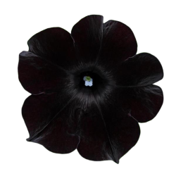 black flower