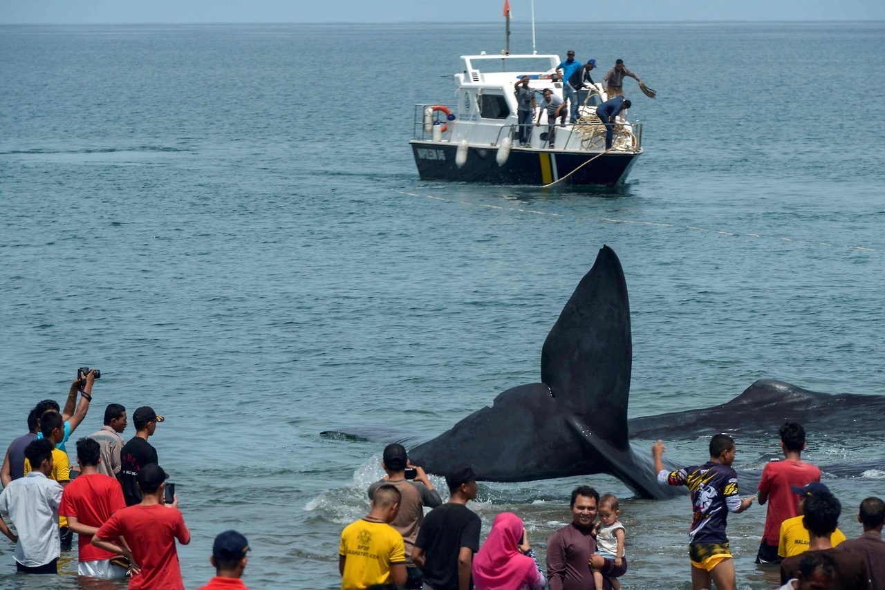 BALLENAS VARADAS. Oficiales de la Agencia de Conservación de la Naturaleza y activistas ambientales ayudan a reflotar diez cachalotes varados en Aceh Besar el 13 de noviembre de 2017. Cientos de personas que conocen la información transmitida por una...