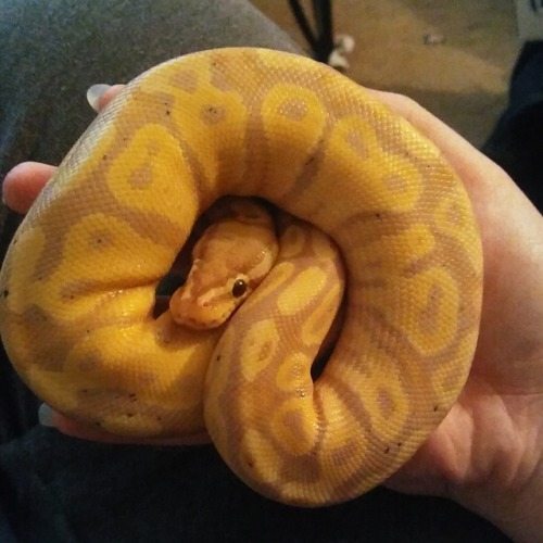 peytlavellan: Python regius