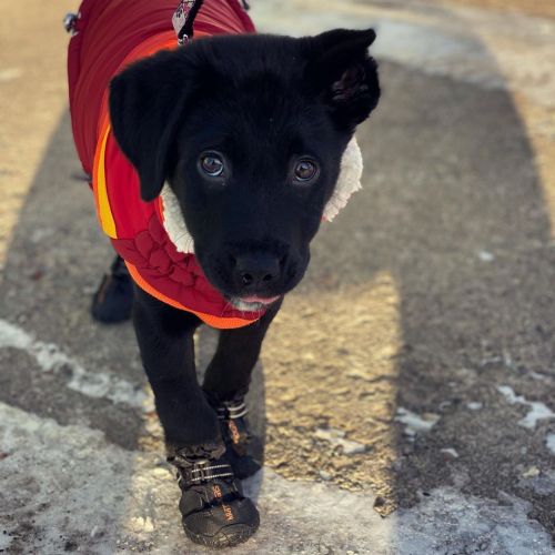 Those puppy dog eyes #puppiesofinstagram #adorbs #bcspca #puppy #labernese https://www.instagram.com